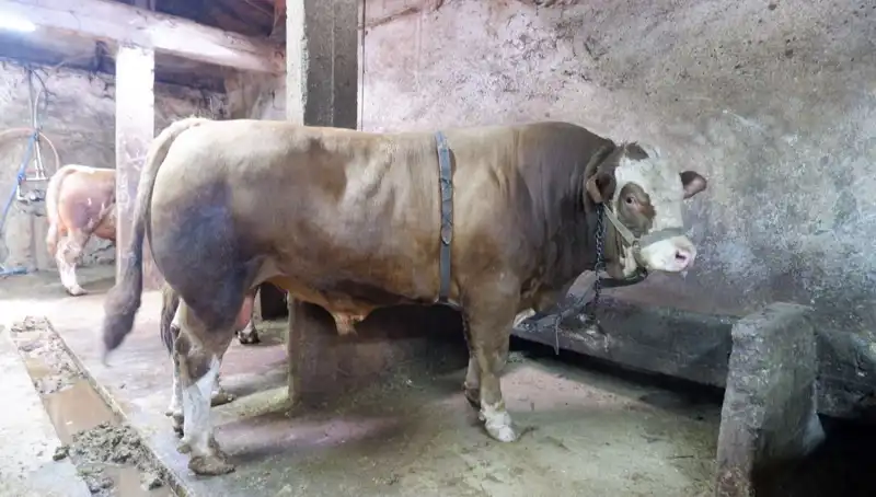 Türkiye'de Tam 1 Ton 200 Kilo Ağırlığında Dünyanın En Pahalı Hazine Keşfi