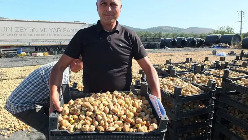 Balıkesir’de Hasat Sezonu Başladı: Çin ve Rusya'ya İhracat Heyecanı!