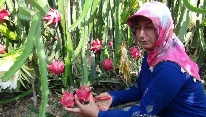 Emekli Çiftçinin Yeni İşi: Kilosu 200 TL'den Pitaya Üretiyor