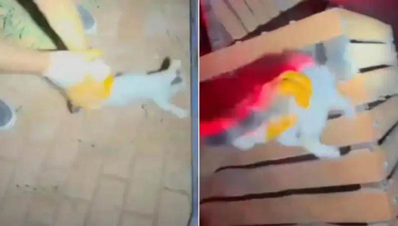 Gece Yarısı İtfaiye Ekipleri Kediyi Kurtardı: O Anlar Kamerada!