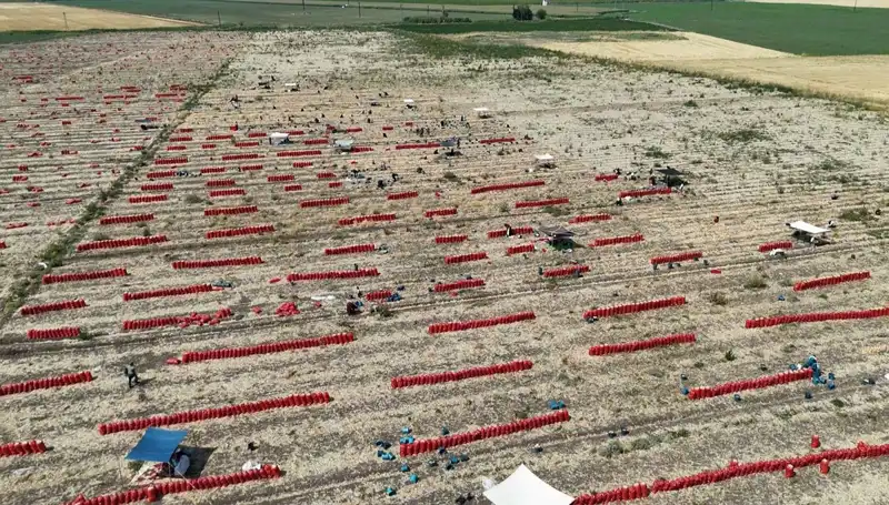 40 Derece Sıcaklıkta Tarlada Zorlu Çalışma ve Düşen Fiyatlar