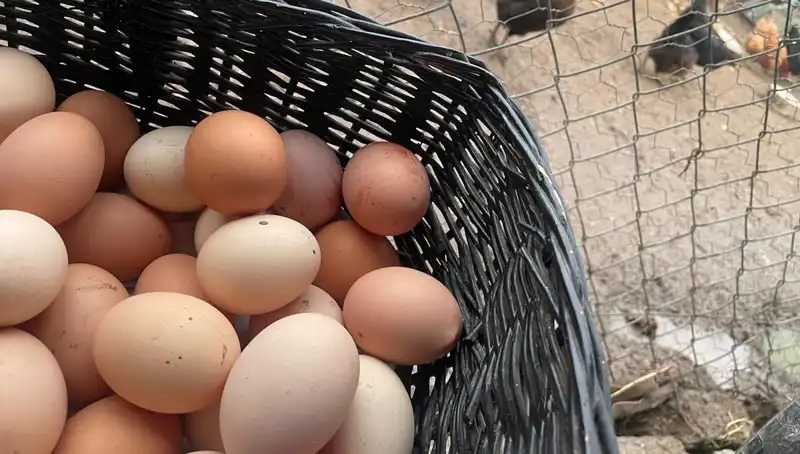 Okulların Açılmasıyla Birlikte Ucuz Protein: Mayıs Çukuru'ndan Kurtuluş Umudu
