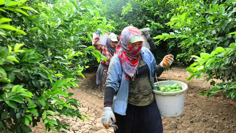 Markette Patatesin Kilosu 150 Lira: Hasat ile Fiyatlar Düşmeye Başladı!