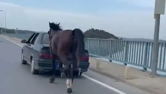 Adana'da Eşsiz Bir Hayvan Hakları İhlali: Ata Eziyet Eden Kişi Tutuklandı